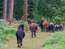 Horses - Konie